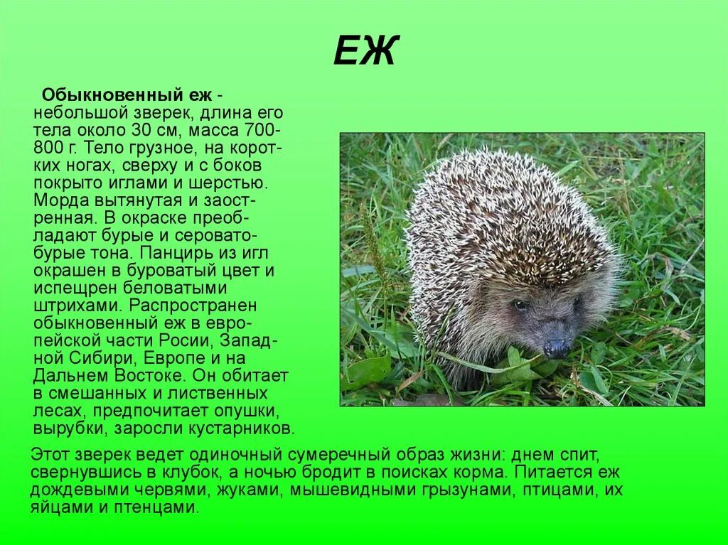 Еж это зверь потому что закончить предложение. Доклад о животных. Доклад о животном 3 класс. Доклад про животное. Доклад про животных 3 класс.