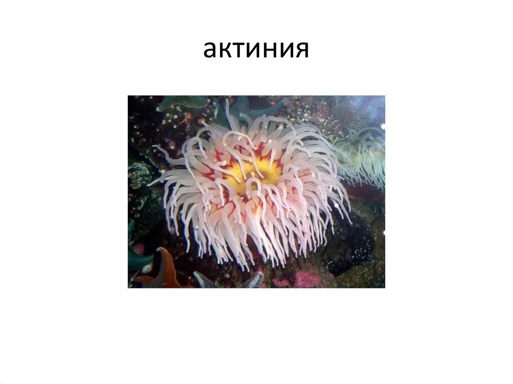 Актиния. Актиния паразит или. Актинии Азовского моря. Актиния рот.