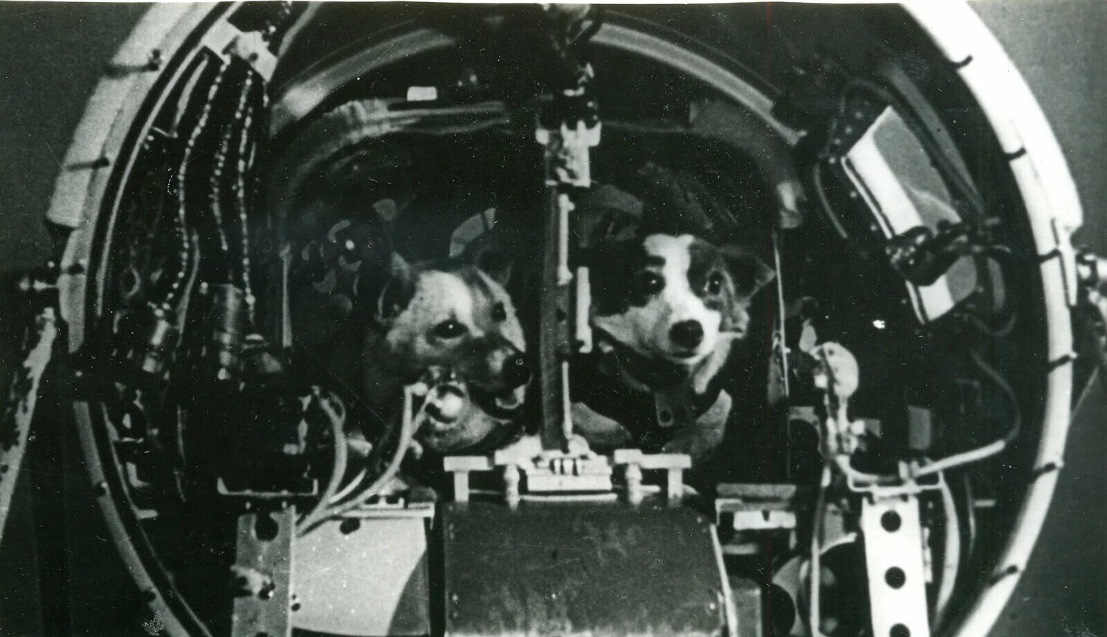 Вернулись ли на землю белка и стрелка. Первый полет в космос собаки белка и стрелка. Белка и стрелка собаки космонавты в космосе. Белка и стрелка 1960. Космический корабль Спутник 5 белка и стрелка.