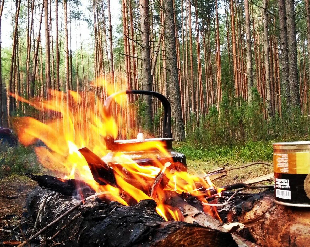 Костер в лесу. Костер на природе. Шашлык на костре. Шашлыки в лесу. Пикник костер