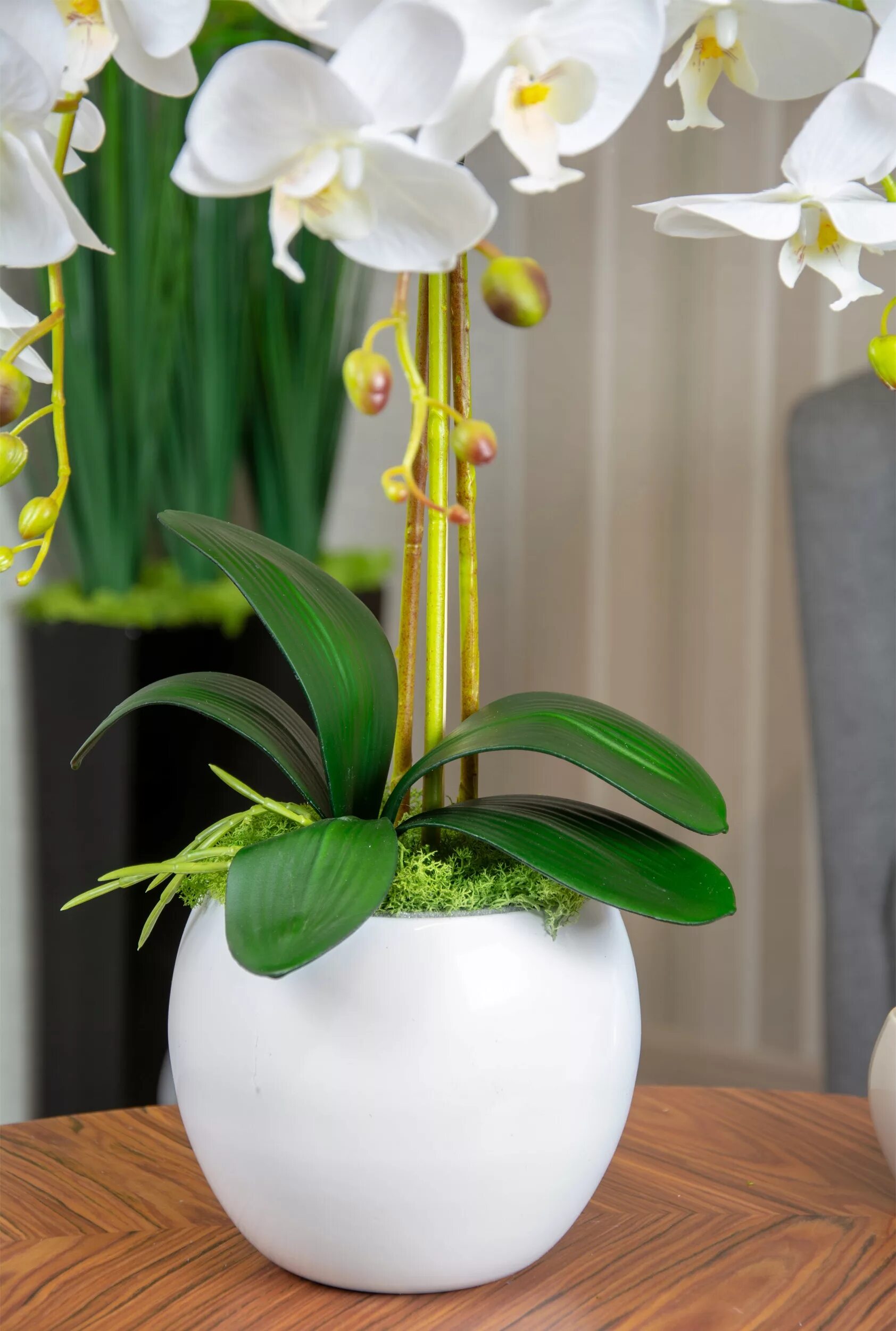 Орхидея в горшке купить в нижнем. Фаленопсис в горшке. Pure фаленопсис. Белая Орхидея в горшке. Орхидея в горшочке.
