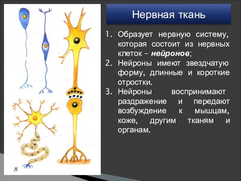 Нервная ткань состоит из собственно нервных. Нервная ткань Нейрон. Структура нервной ткани. Клетки нервной ткани. Форма клеток нервной ткани.