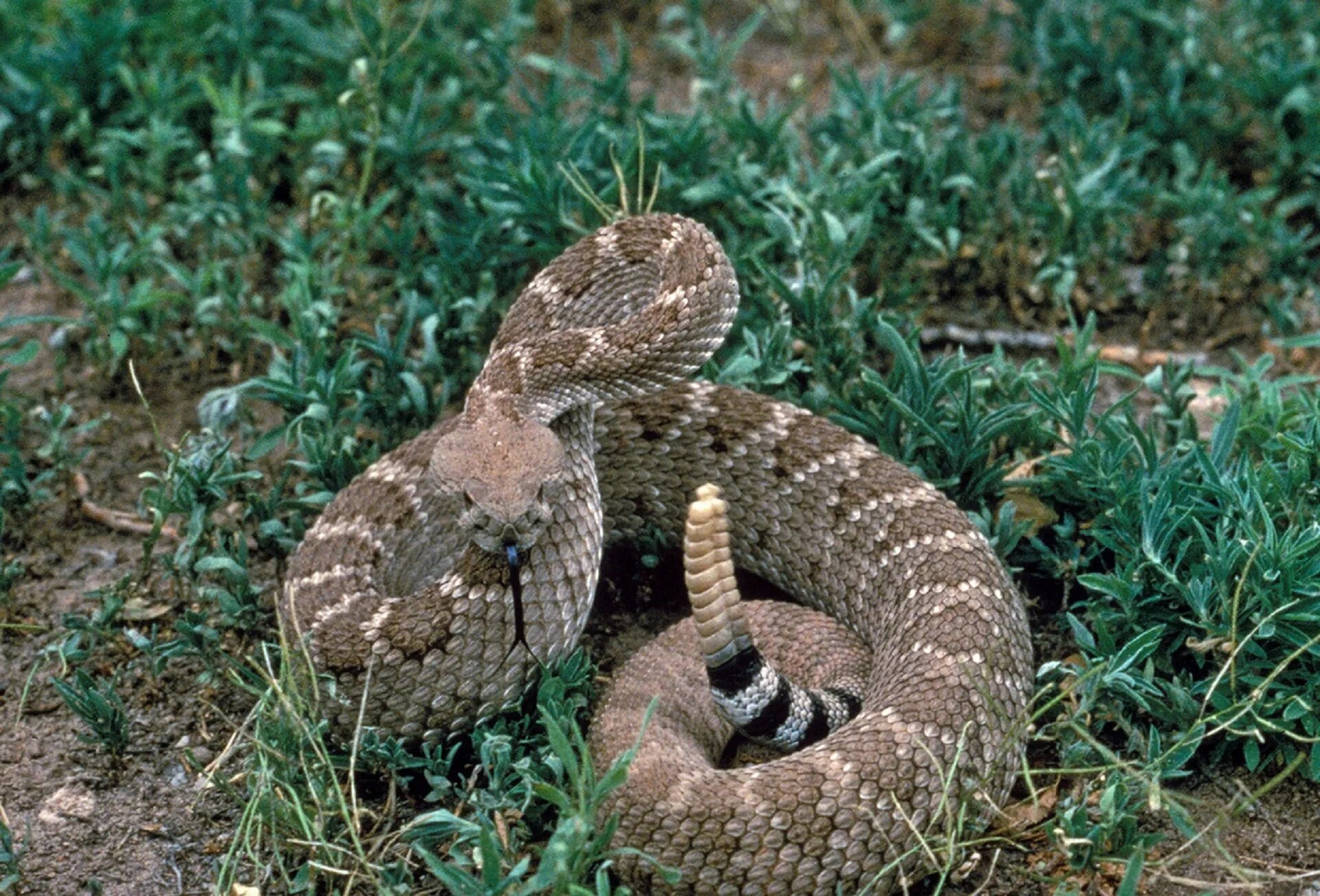 Гремучая змея отряд. Техасский гремучник. Crotalus Atrox. Техасский гремучник змея. Гремучая змея в Техасе.