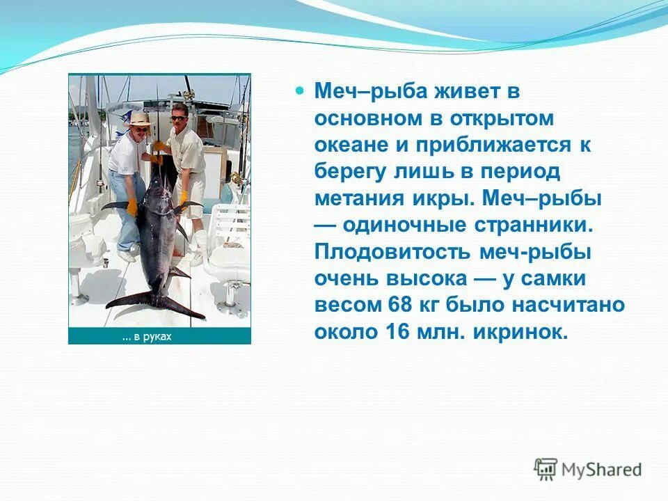 Рассказ о рыбе меч. Рыба меч сообщение 2 класс. Рассказ о рыбе меч 2 класс. Доклад про рыб. Рыба живи живи текст