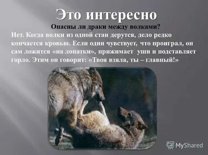 Какие отношения складываются между сыроежкой и оленем