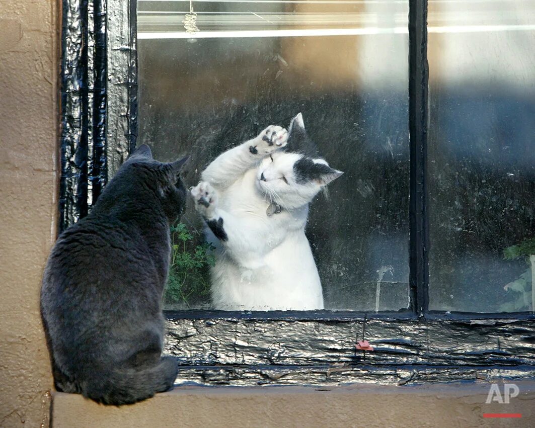 Коты расходятся. Расставание с котом. Расставание котов. Разлука котов. Песню друг окна