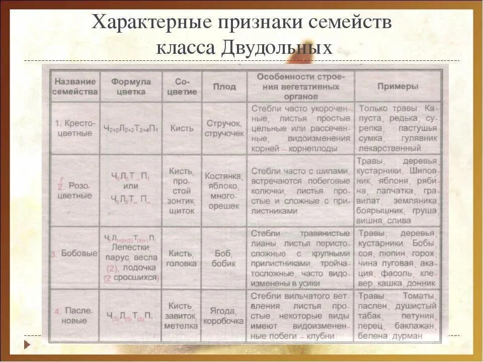 Покрытосеменные представители таблица. Семейства двудольных 6 класс биология. Биология 6 класс таблица семейства класса двудольных семейство. Таблица по биологии по теме семейства класса двудольные 6 класс. Таблица семейства класса двудольные 6 класс биология.