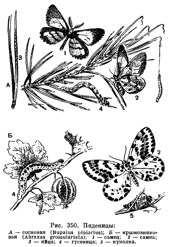Пяденица Сосновая самец. Совка Пяденица бабочка. Подотряд разнокрылые бабочки. Сосновая Пяденица рисунок.