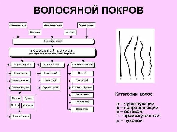 Классификация волосяного Покрова. Классификация волос человека. Классификация пушно меховых полуфабрикатов. Классификация всех видов волос. Появление волосяного покрова