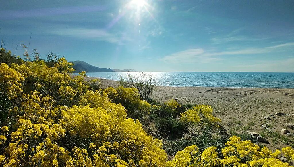 Мимоза в крыму. Акация серебристая. Рим мимоза дерево. Мимоза в крыму. Мимоза цветет в крыму.