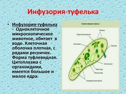 Описание инфузории туфельки 5 класс