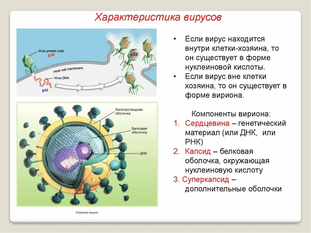 Вирусная клетка. Вирусы нападают на клетки. H5n1 коронавирус. Коронавирус модель 3д вируса. Вирус вич под микроскопом.
