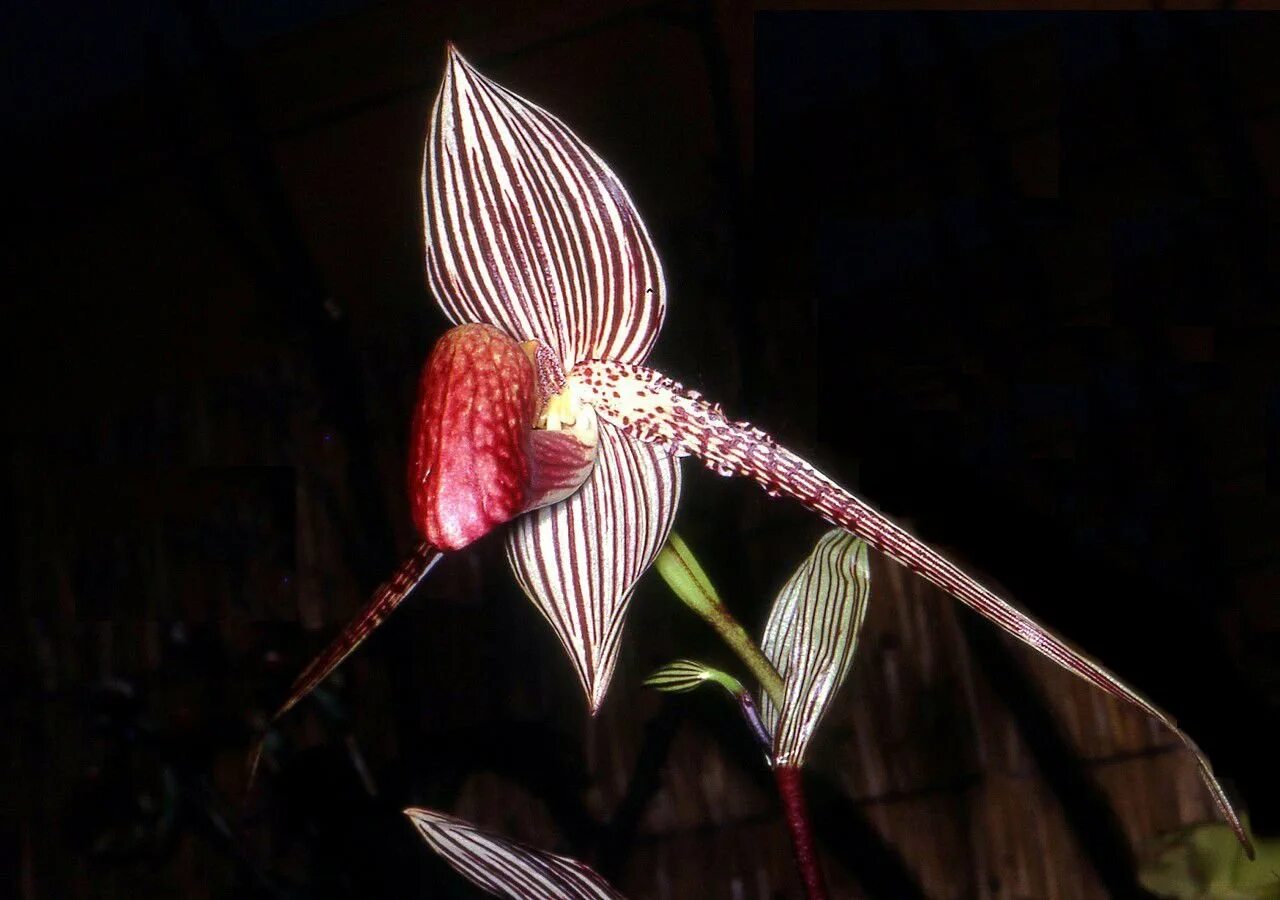 Орхидея Ротшильда Paphiopedilum. Пафиопедилум ротшильдианум. Башмачок Ротшильда Орхидея. Орхидея золото Кинабалу. Золото кинабалу