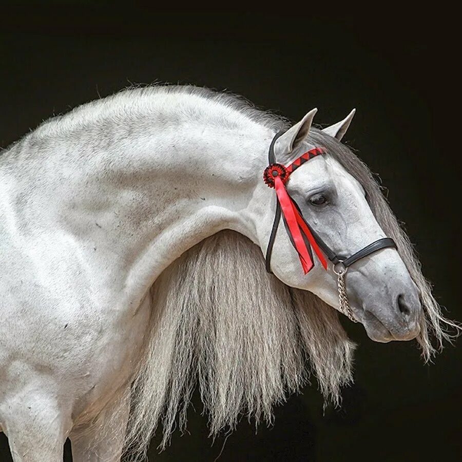 Липицианская лошадь. Липицианская порода лошадей. Липпицианская лошадь белая. Андалузская порода лошадей. Липпицианская лошадь серая.