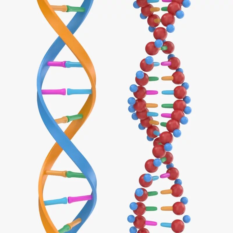 Материнская цепь днк. Структура молекулы ДНК. Двуспиральная модель ДНК. Модель молекулярной структуры ДНК. Двухцепочечная молекула ДНК схема.