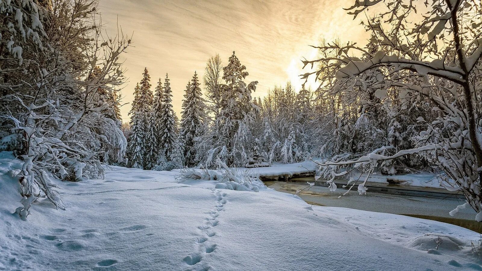 Зимний лес зимой. Зимний лес. Зимний пейзаж. Зимняя природа. Зимой в лесу.
