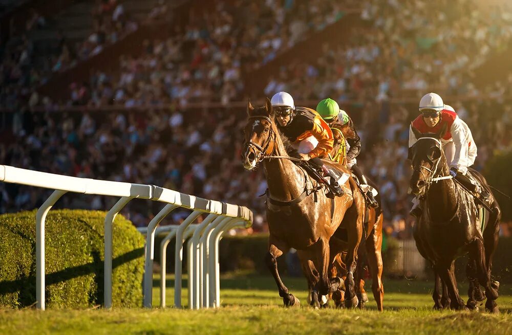 Центральный секретариат. Ascot Racecourse. Ascot Racing. Ascot Horse Racing. Royal Ascot.