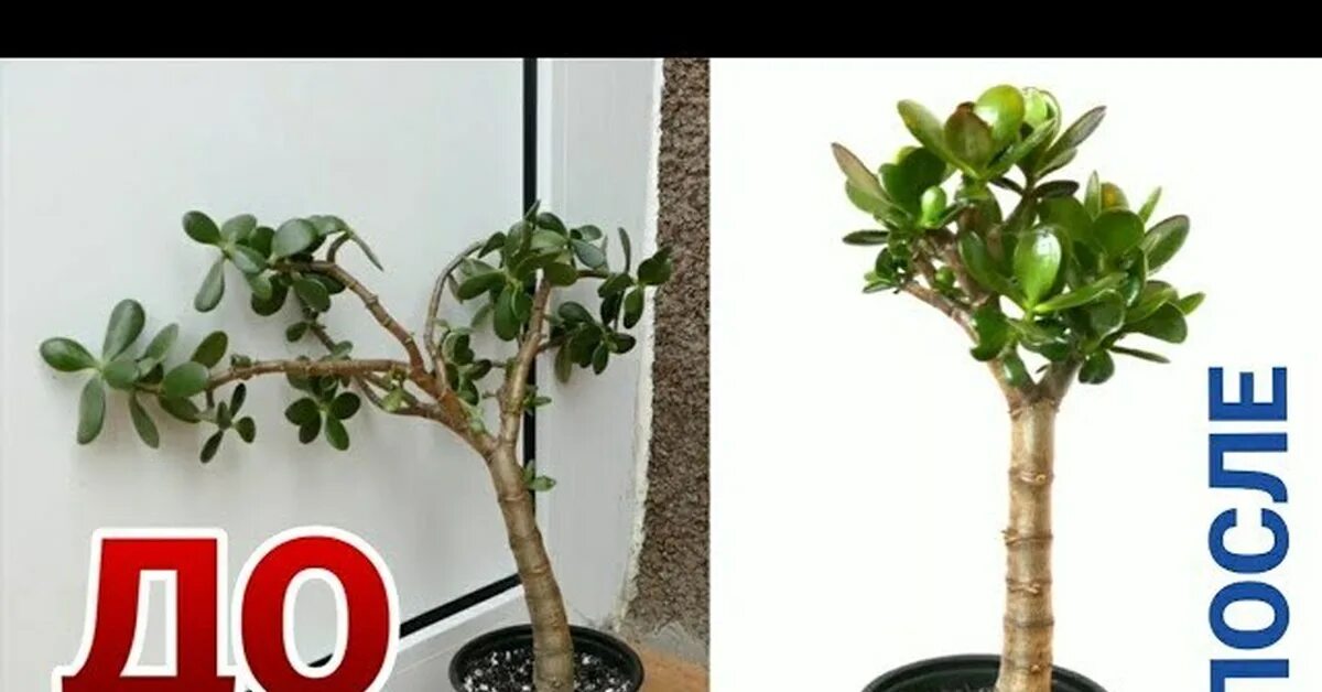 Можно ли обрезать денежное дерево осенью. Крассула толстянка бонсай. толстянка бонсай обрезание. толстянка денежное дерево формирование кроны. толстянка обрезка формирование кроны.