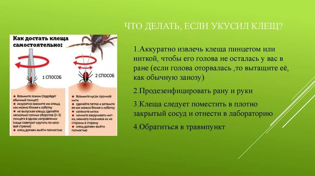 Что слелать если укусил клещ. Что сделать при укусе клеша. Что делать при укусе клеща. Чтотдеоаит если укусил клещ.