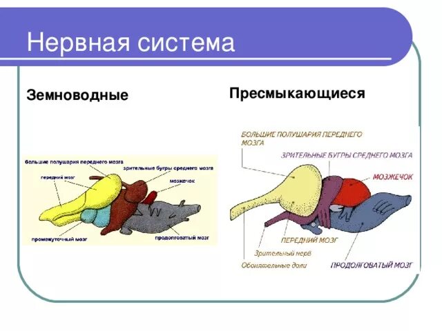 Головной мозг птиц отличается от земноводных. Нервная система система пресмыкающихся. Нервная система пресмыкающихся 7 класс. Нервная система рептилий схема. Нервная система пресмыкающихся 7 класс таблица.