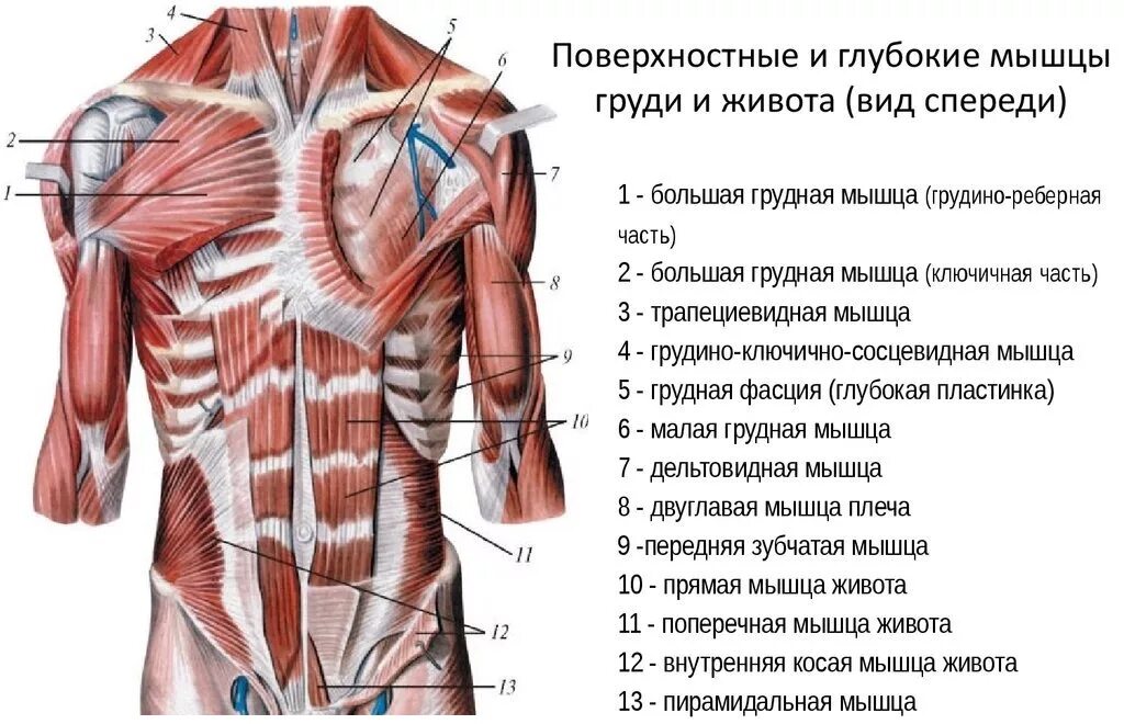 Строение мышц туловища спереди. Поверхностные мышцы грудной клетки анатомия. Поверхностные мышцы туловища спереди. Мышцы туловища анатомия вид спереди.