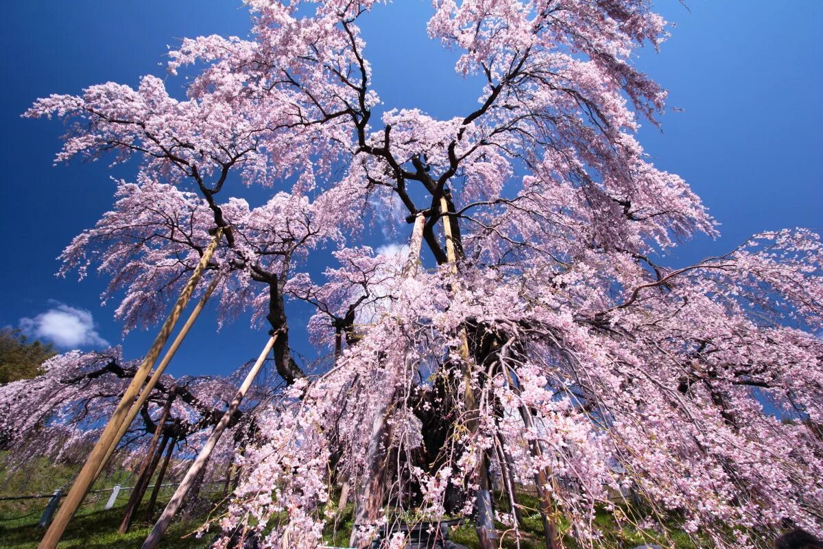 Что такое сакура дерево. Сакура Фую-дзакура. Касуми-дзакура дерево. Сакура одно дерево. Сакура что это за дерево.
