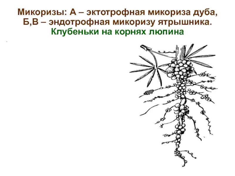 Азотфиксирующие клубеньки. Микориза и клубеньки. Эндотрофная микориза. Клубеньки на корнях люпина. Клубенек гороха