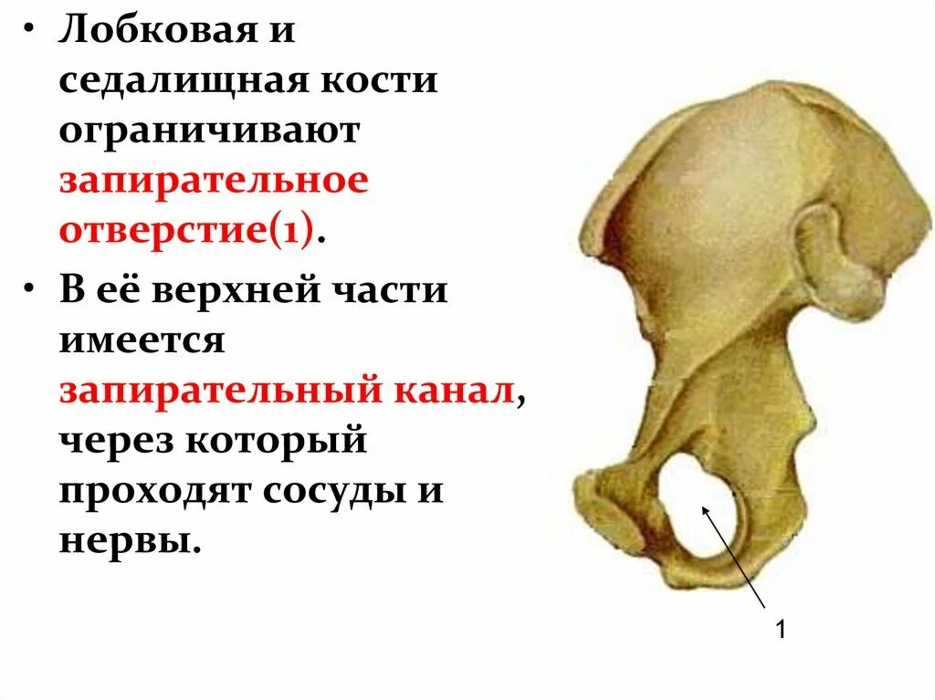 Подвздошная кость нижних конечностей. Седалищная кость анатомия строение. Подвздошная и седалищная кость таза. Тазовая кость подвздошная кость седалищная кость.