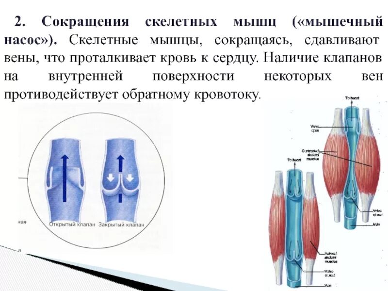 Мышечный насос. Сокращение мышц. Причины движения крови по венам. Скелетные мышцы сокращаются.