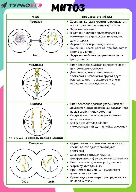 образуются дочерние клетки идентичные материнской