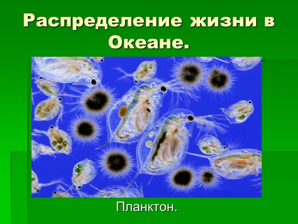 Скопление живых организмов. Планктон Нектон бентос. Планктон это в биологии. Планктонные организмы примеры. Распределение живых организмов в океане.