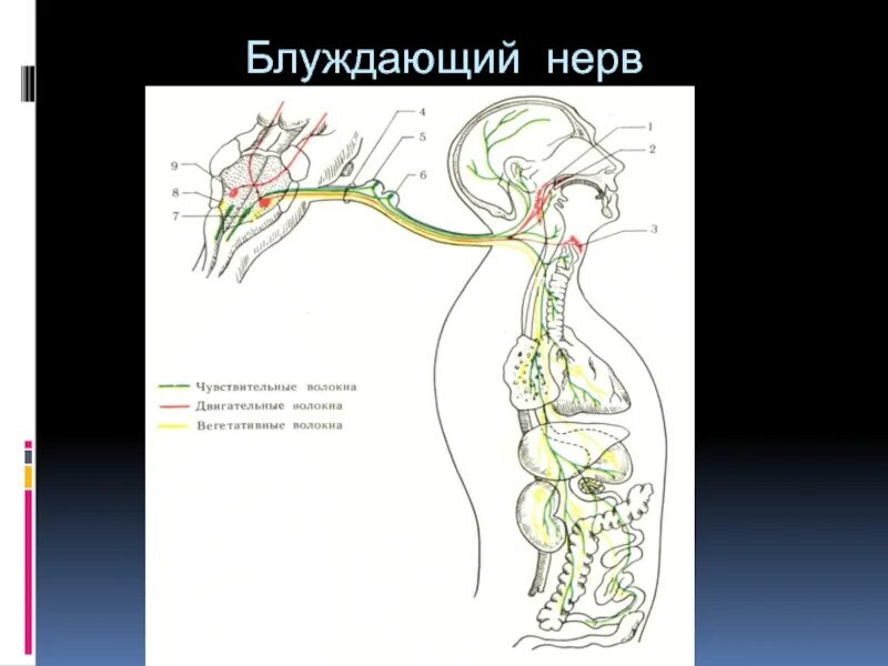 Блуждающий нерв nervus Vagus. Блуждающий нерв 1 Нейрон. Схема блуждающего нерва анатомия. Блуждающий нерв схема пути.