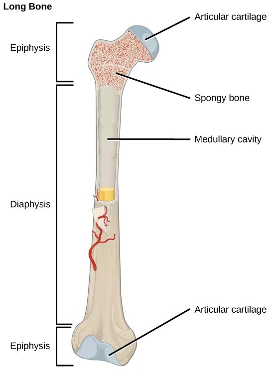 Long bone. Long Bones. Bone marrow cavities. Long lesion long Bone. Diaphysis.