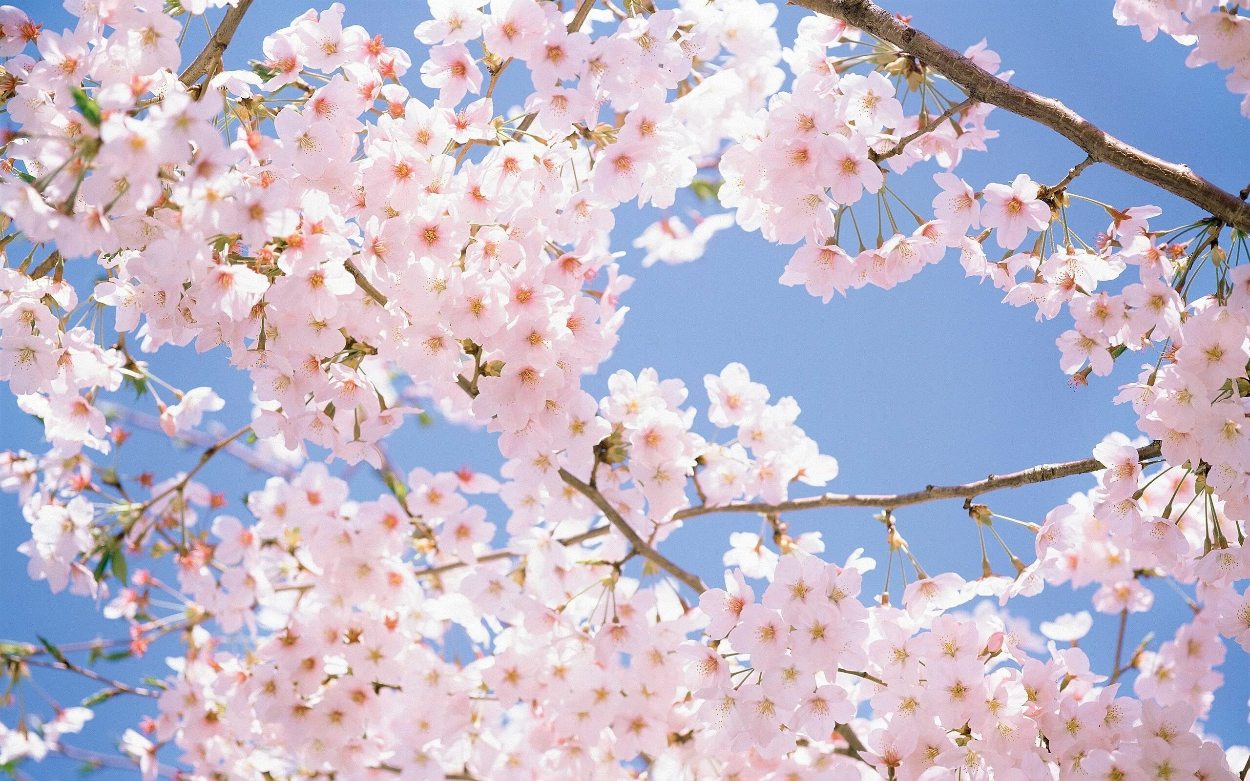 Big blossom. Черри блоссом. Сакура черри блоссом. Черри блоссом дерево. Сакура черри блоссом дерево.