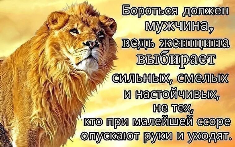 В точку будь сильным. Статусы про Льва. Сильный мужчина цитаты. Статусы про Львов. Лев цитаты.