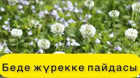 Ваня попуга алады