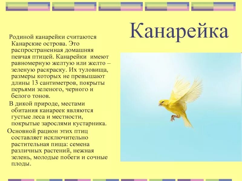 Канарейка. Рассказ про канарейку. Информация про канареек. Канарейка презентация.