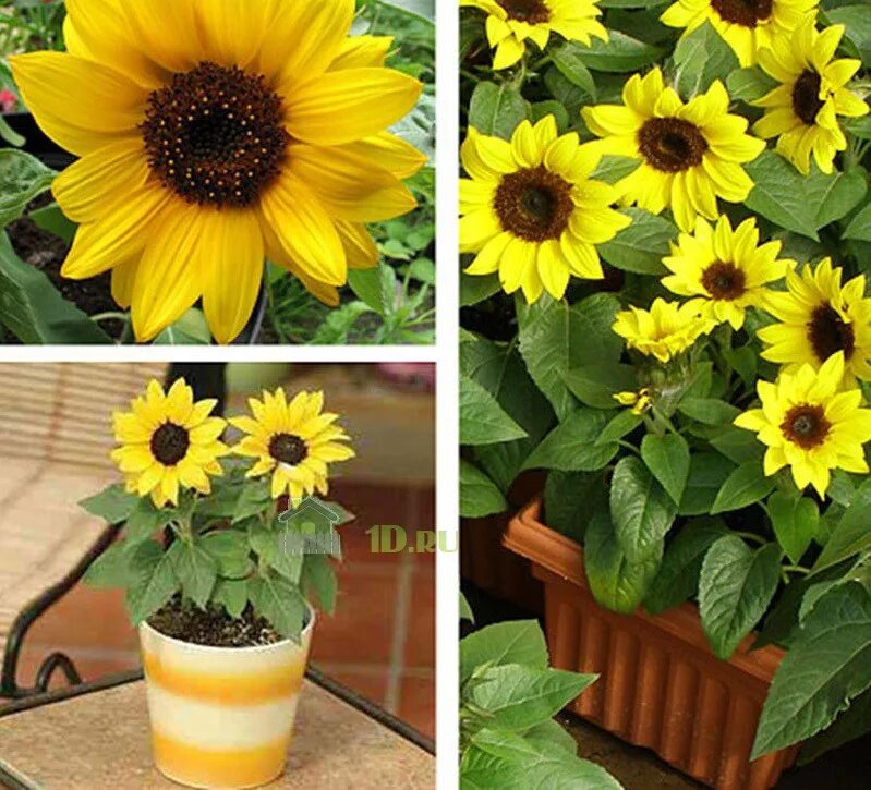 Бамбино микс подсолнечник низкорослый. Подсолнечник декоративный в горшке. Подсолнечник бамбино. Подсолнечник бамбино. Подсолнечник декоративный санспот.