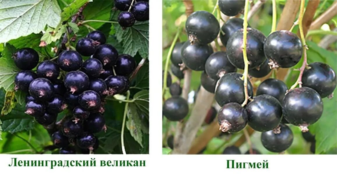 Смородина ленинградский великан описание отзывы. Смородина софиевская. Смородина ленинградский великан. Сорта смородины ленинградский великан. Смородина ленинградский великан описание отзывы.