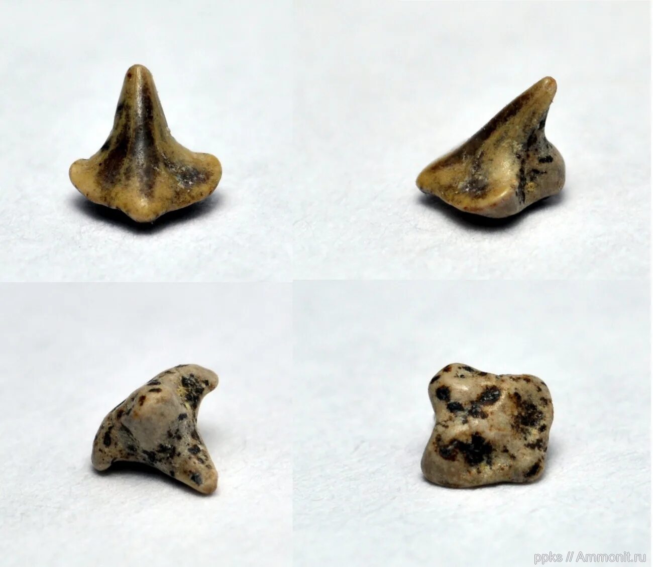 Варавинский овраг. Варавинский овраг. Варавинский овраг сергиев посад. Заказник варавинский овраг. Варавинский овраг.