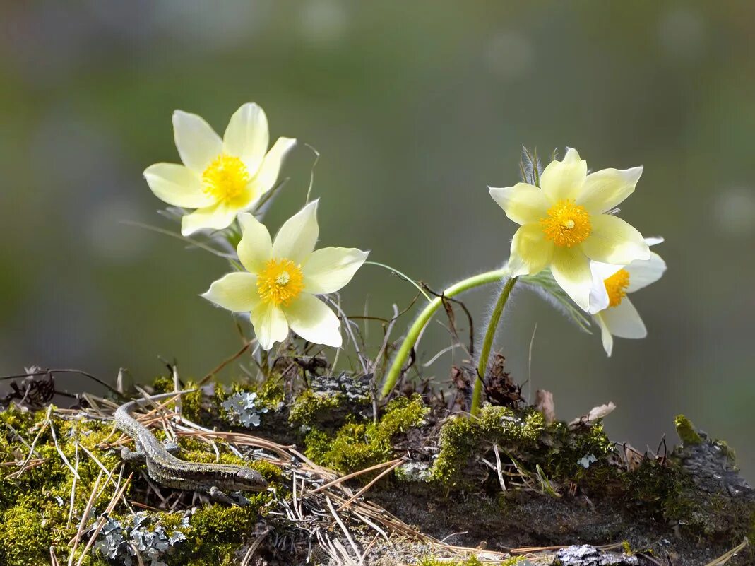 желтые весенние цветы. художник виктория кирдий ежики. хорошее настроение рисунок. весна солнце. под весенним солнышком.