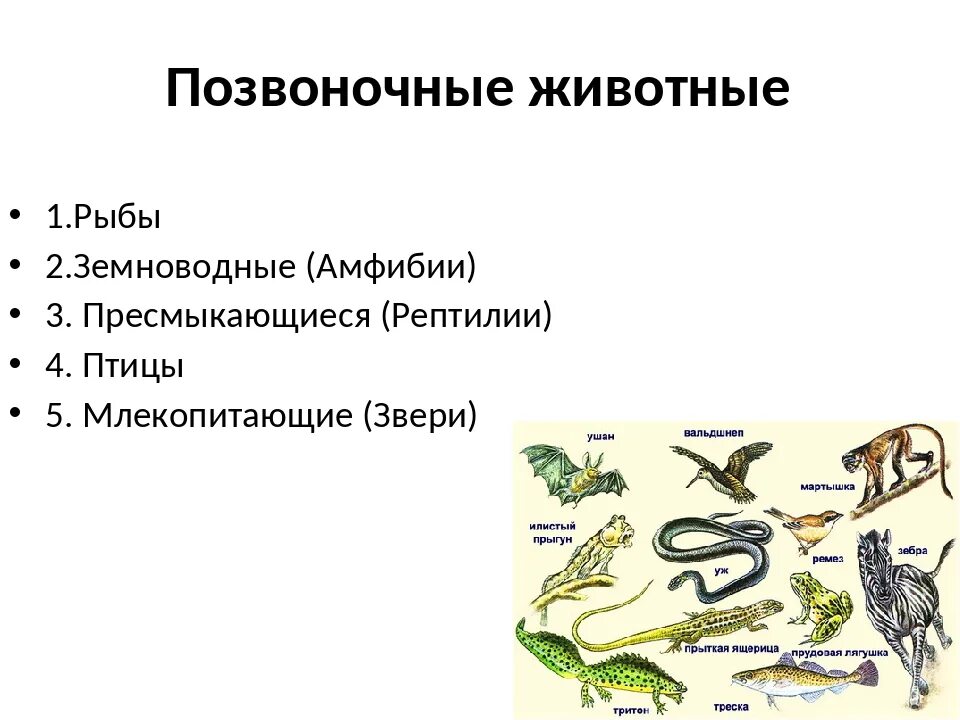 Форма тела пресмыкающихся и млекопитающих таблица. Млекопитающие и пресмыкающиеся и земноводные. Позвоночные животные. Классы позвоночных животных. Земноводные пресмыкающиеся птицы млекопитающие.