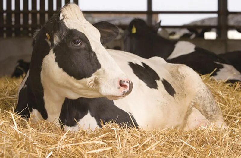 стельные сухостойные коровы. стельные сухостойные коровы. беременная корова. помещения для нетелей. стельная корова.