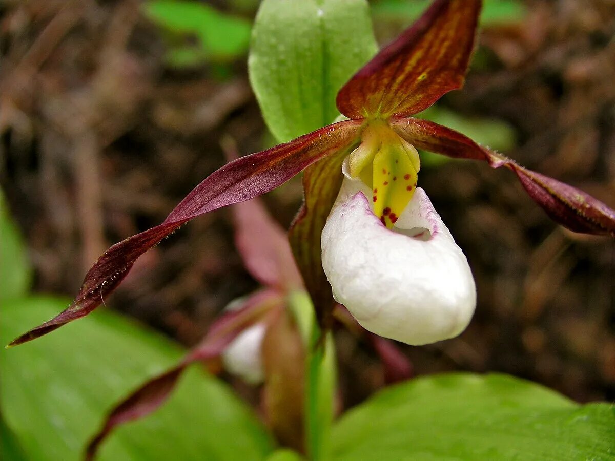 Cypripedium × ventricosum - Image of an specimen - Plantarium