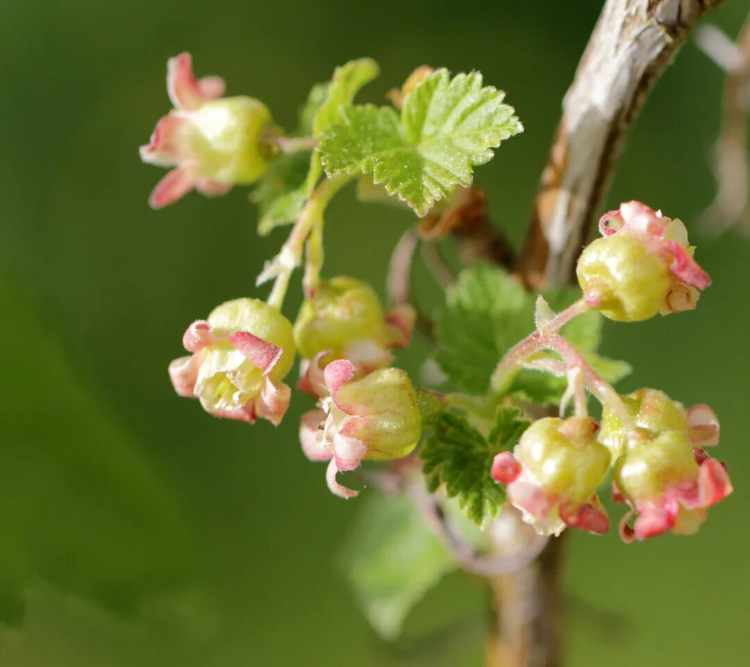 Смородина двуиглая Морошка. Смородино-крыжовниковый гибрид йошта. Ribes niveum куст. Смородина двуиглая куст.