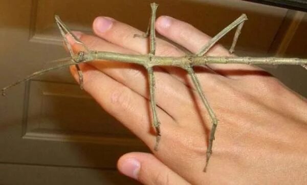 Рогатый палочник. Мускусный палочник. Телитокия аннамский палочник. Палочник содержание. Мадагаскарский палочник.