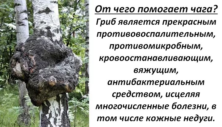 Применение чаги польза. Грибы паразиты чага. Чага черный березовый гриб. Гриб чага полезные. Чага березовый гриб полезные.