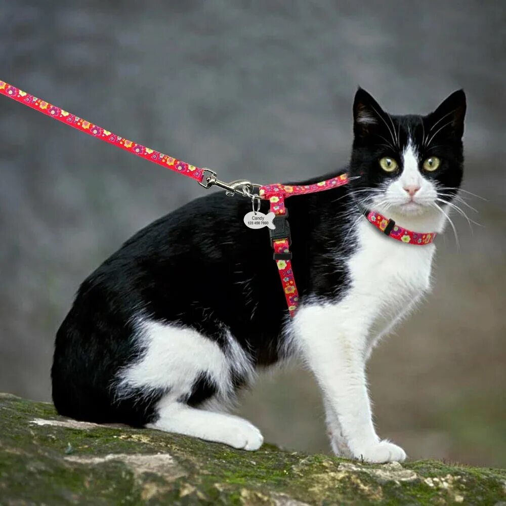 Шлейка для кошек, кроликов с поводком, удобный ошейник Pets & Friends PF-CH - ку