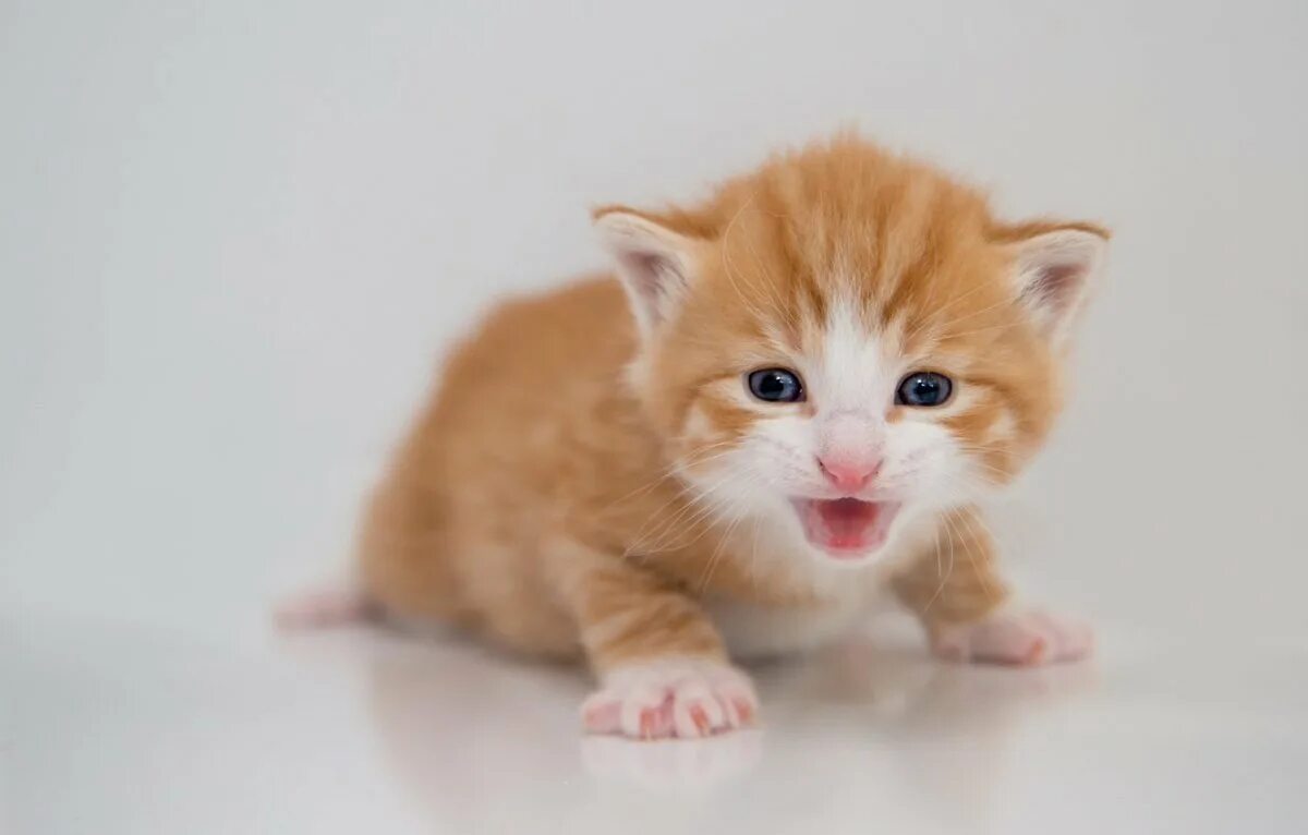 Мяукание кошечки. Манчкин рыжий котенок. Рыже белый котенок. Рыжий котёнок. Милые котики.