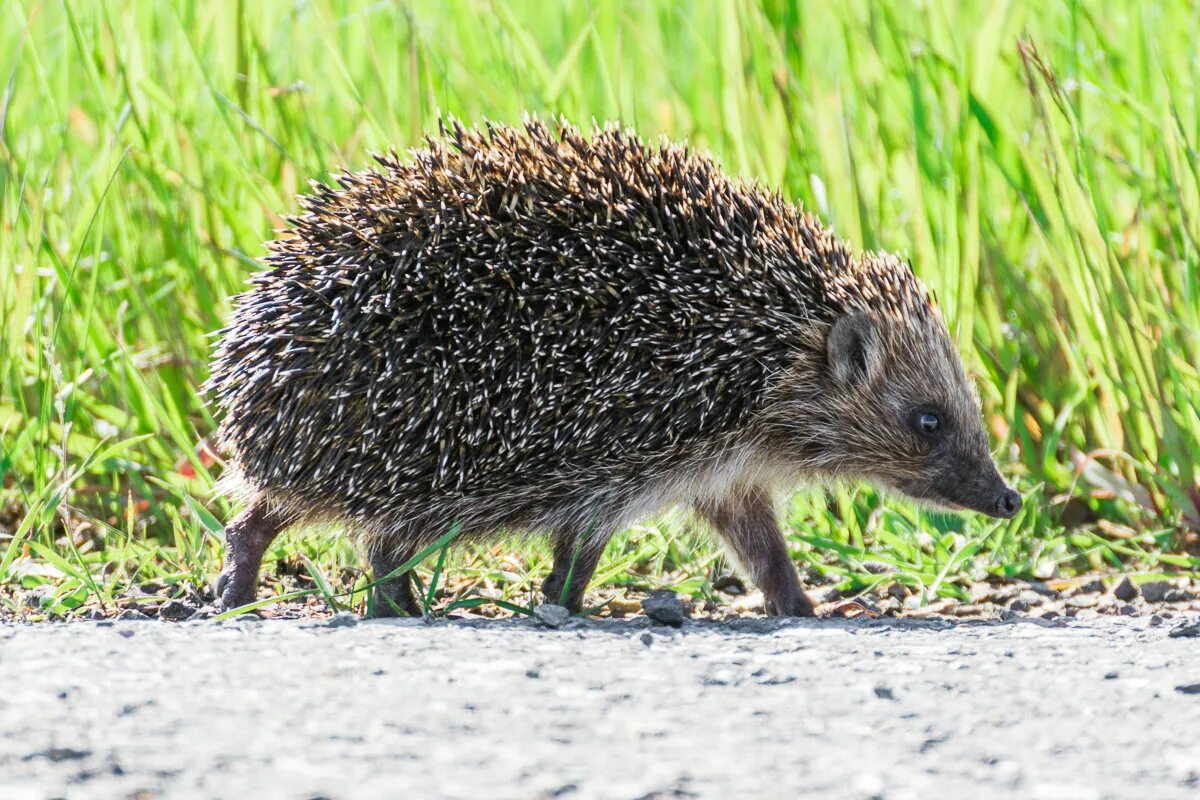 Еж фото. Ежи для детей. Любопытный ежик. Обыкновенный (среднерусский) ёж. Ёжик на тропинке.